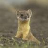 weasel